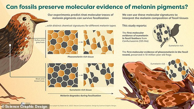 The researchers say their findings will help paleontologists reconstruct the original colors of species that have long been extinct