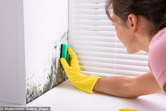 Most homes are affected by mold which grows on wet surfaces when the humidity on a surface increases