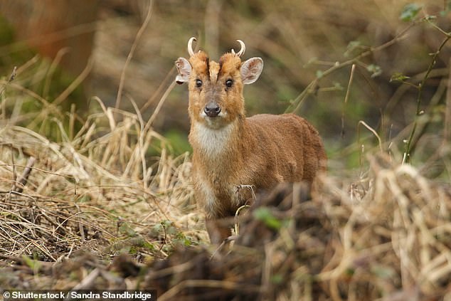 On the ground, the list notes that muntjac deer (pictured) and raccoons are potential problems.  Researchers say muntjac deer can now be found across south-east England, and can damage trees and shrubs if they venture north.