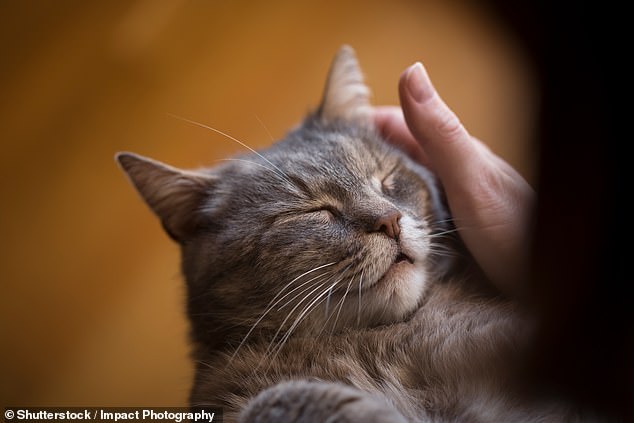 To put things into perspective, the team recruited eight house cats and analyzed their voice boxes as they made a range of sounds (stock image)