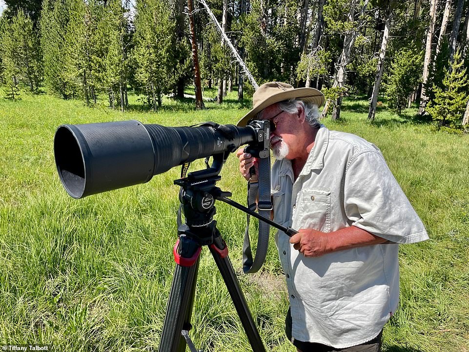 Photographer and conservationist Thomas D Mangelsen (above) says what's unique about 399 is that she 'puts up with people'