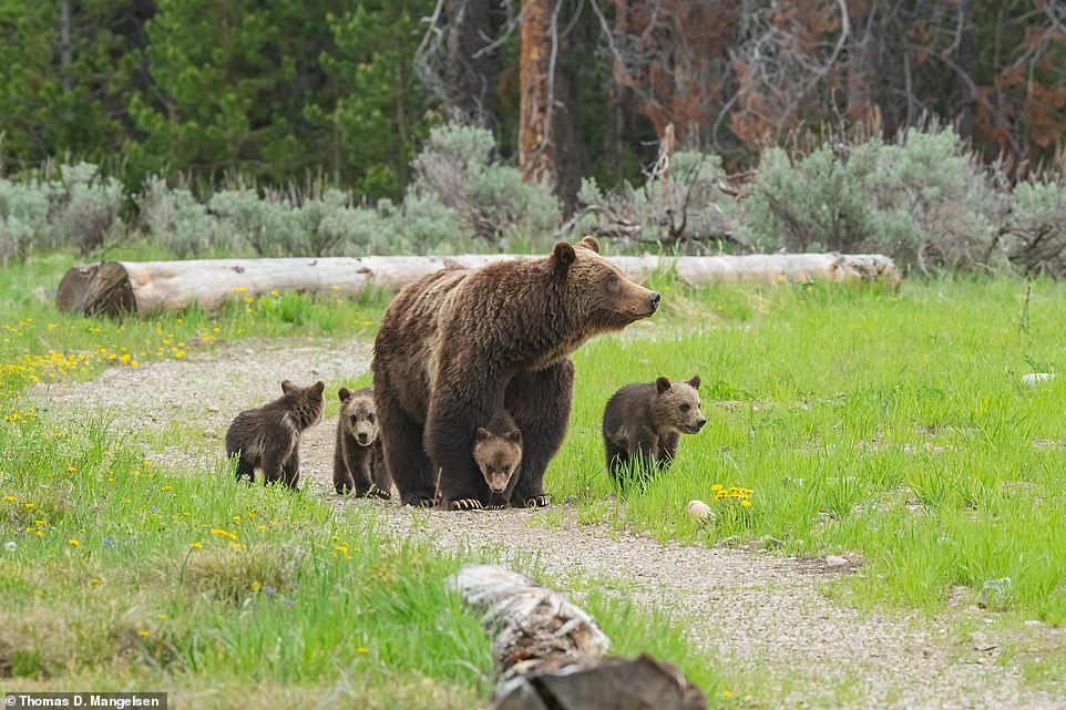 The book points out that 399 teaches her young 'when to scurry to their mother's side at the first sign of danger'