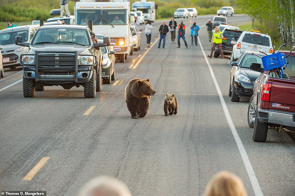 In this image, the Grand Teton Wildlife Brigade - a team that protects the park's wildlife - gets motorists to clear a lane, giving 399 and her cub Snowy room to go through a 'bear jam'