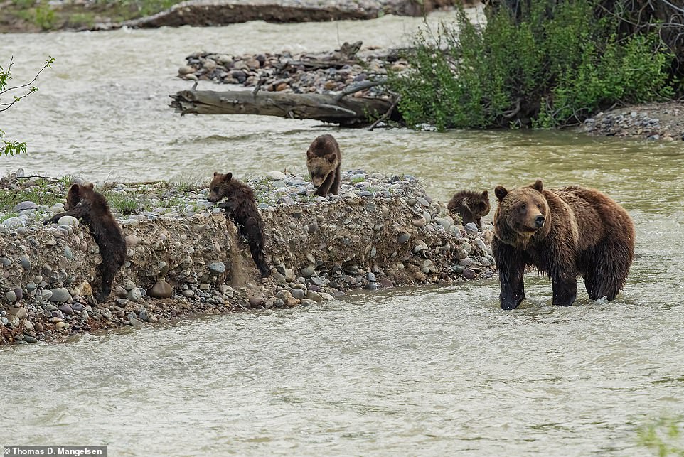 This heartwarming photo shows Grizzly 399 and her 'little quadruped' in Pilgrim Creek in June 2020, the book reveals