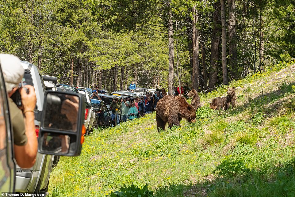 1696682678 553 I photographed the same family of grizzly bears for 17