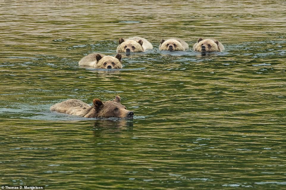 1696682682 949 I photographed the same family of grizzly bears for 17