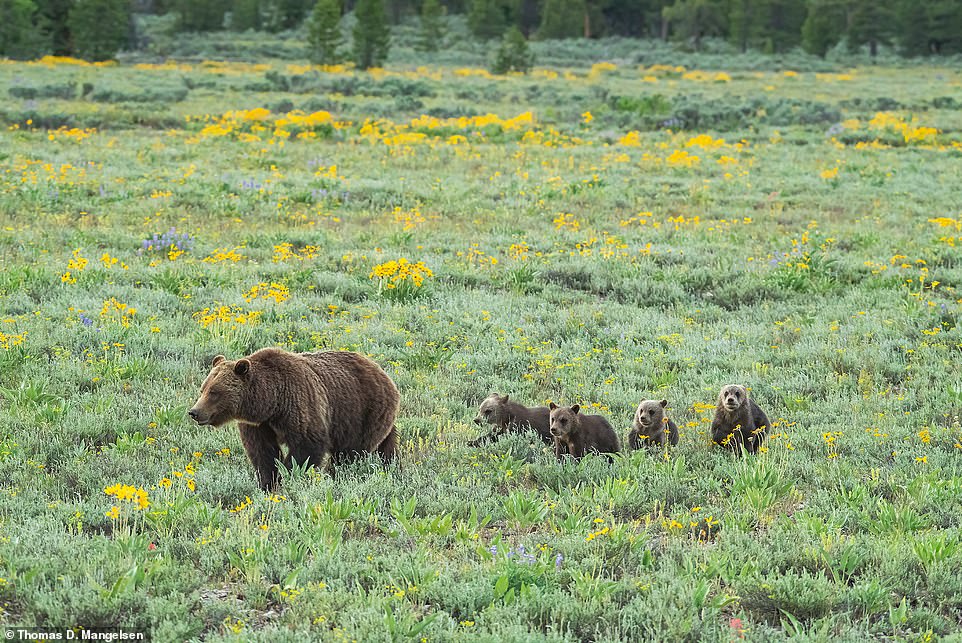 Of this sweet picture, the book says: 'As the matriarch of a direct bloodline that now includes more than two dozen grizzlies, including full-grown cubs who have in turn become parents themselves, 399 is distinguished in another way: her longevity has given her rare parent status, imparting life lessons not only to bears, but also to people around the world who watch her.