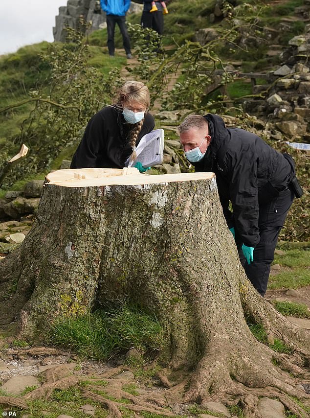 As police search for the culprit, conservationists and scientists have turned their attention to what can be done to save the tree or allow it to live on in other ways.