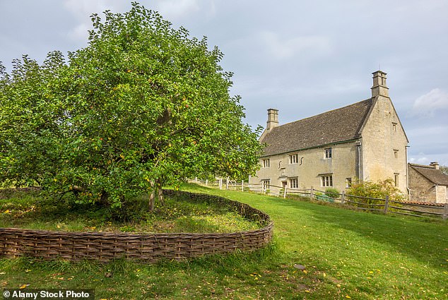 The most famous cloned tree in British history is actually Isaac Newton's famous apple tree.  The current tree at Woolsthorpe Manor is actually itself a clone of the original tree which fell down sometime around 1820