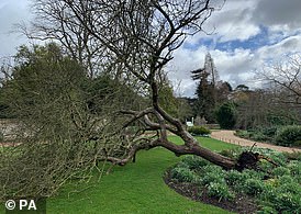 1696684955 431 How the Sycamore Gap Tree Can Grow Again Scientists claim