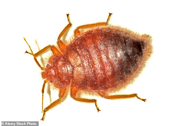 Despite their name, bed bugs hide in many places, including bed frames, mattresses, clothing, and cracks in walls