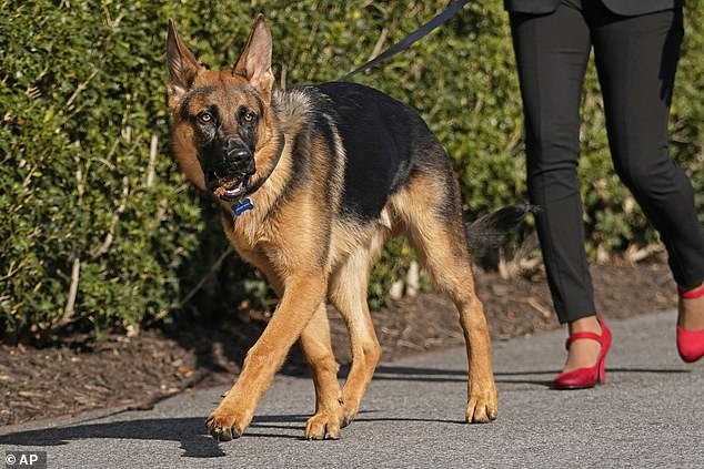 A White House staffer walks Commander Biden on the South Lawn