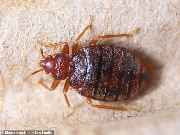 These oval-shaped pests are a reddish-brown color and measure only about 1-7 millimeters in length.  Baby bed bugs can also be whitish-yellow, and are even smaller in size