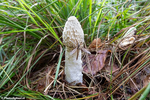 Close-up of a female crane fly (Tipula paludosa) on a stinkhorn fungus common in grass