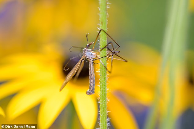 Long-legged crane flies are harmless and can even be seen affectionately by members of the public