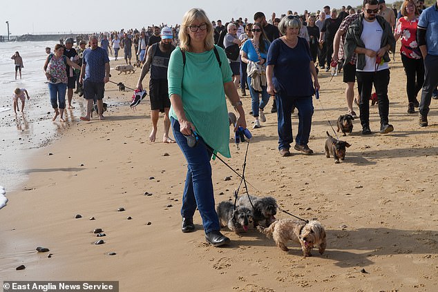 Some of the approximately 1,000 dachshunds walking on the beach at Southwold, Suffolk