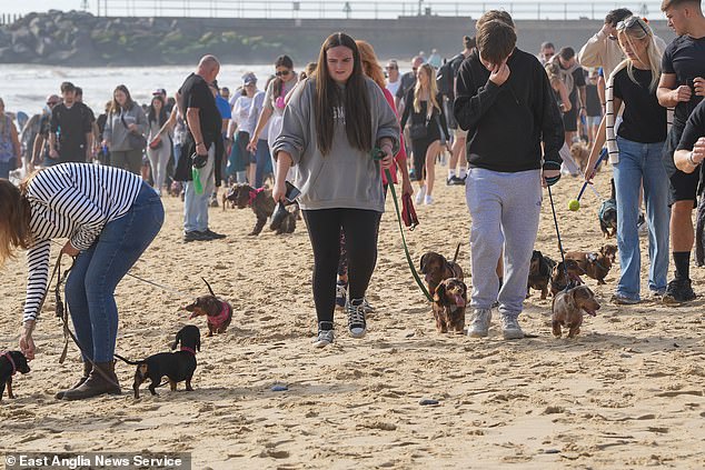 The sound of exciting crunching filled the air in the seaside town.  Pictured: Dachshund owners on the beach Sunday morning