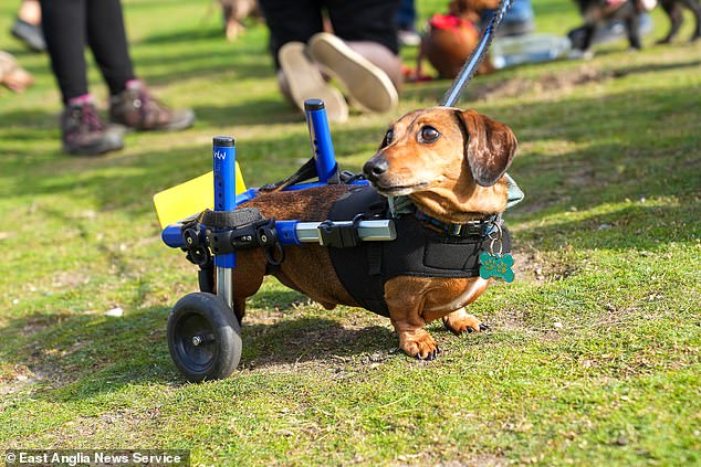 Woodie, the Dachshund, pictured with his wheels helping him take part in the annual Sausage Dog Walk