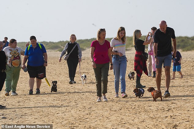 The pups met at the town's harbor in the morning before heading out for their walk