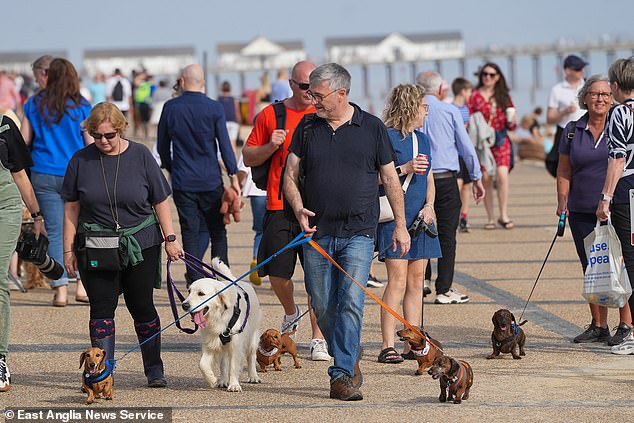 The event aims in part to raise awareness and funds to fight intervertebral disc disease (IVDD) which is common in sausage dogs due to their long bodies.