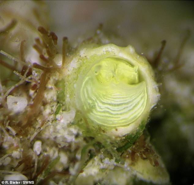 The margarita snail's distinctive citrus color may help ward off predators, scientists say