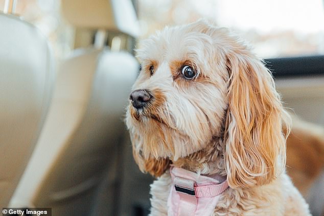 It is thought that chewing may reduce physiological arousal in fearful dogs, helping them focus (stock image)