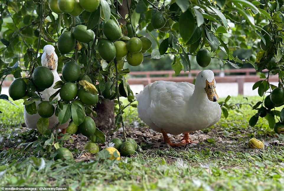 The farm also has two pens for animals, and comes with two friendly ducks named Baby and Johnny, a tribute to Swayze in Dirty Dancing