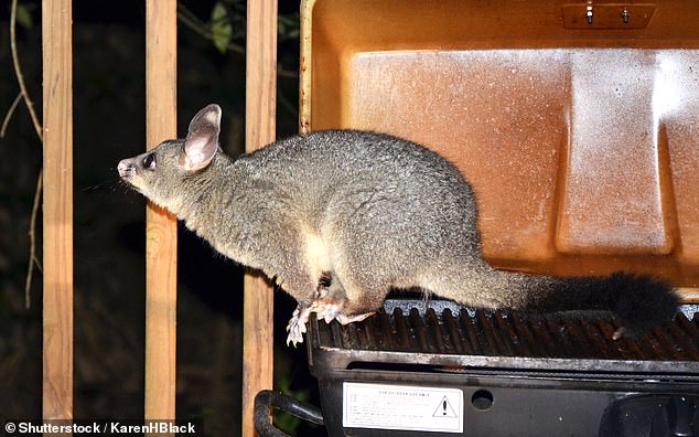 A new study found that possum droppings (above) and mosquitoes can spread the bacteria that cause Buruli ulcers