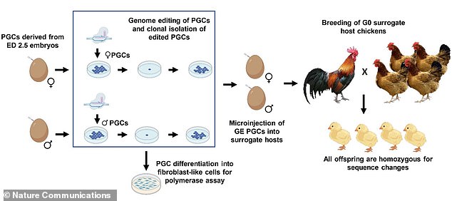 Scientists edited the ANP32A gene in chicken germ cells (precursors of reproductive cells) to restrict avian influenza.  They found that fully grown chickens were resistant to a dose of the virus