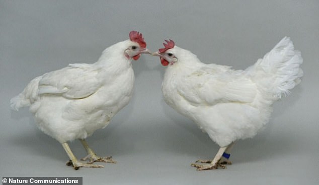 On the left, a regular chicken and on the right, a genetically modified chicken from experiments.  The authors say: 