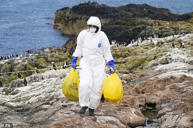 Avian influenza represents a major global threat, having a devastating impact on both farmed and wild birds.  In the UK alone, the current H5N1 avian influenza outbreak has decimated seabird populations and cost the poultry industry more than £100 million in losses.  Pictured, a National Trust ranger removes dead birds from Staple Island, Northumberland, in July 2022