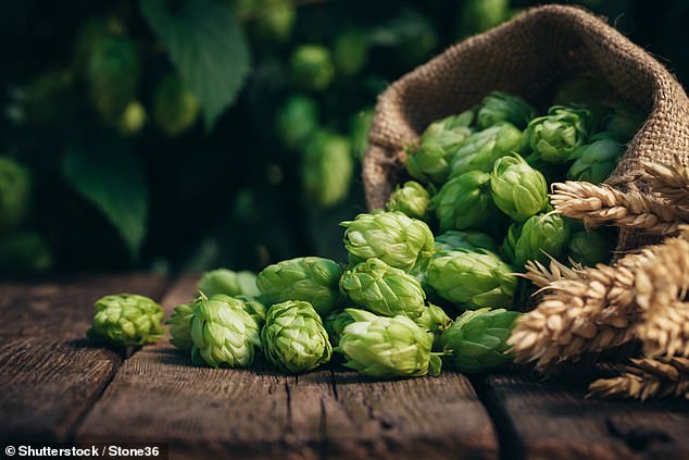 A new study suggests that some of Europe's most prominent beer-producing regions are set to experience a major reduction in both the quantity of hops they produce and their quality (stock image)