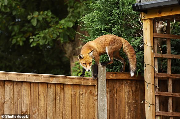 With the current coronavirus lockdown, seeing foxes on quieter streets is likely to be more common