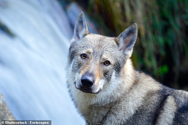 The Czechoslovakian (pictured) and the Saarlos are the two main types of wolfhound found in the UK