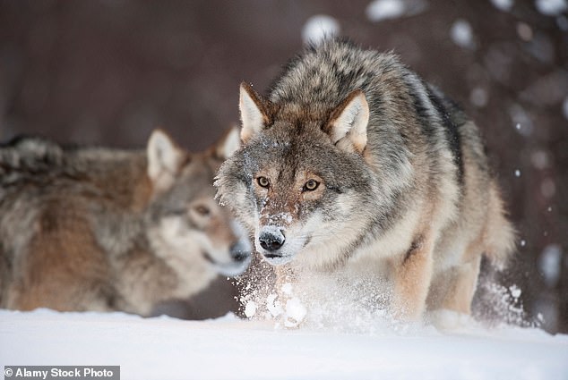 Two other wolf ancestors can be owned whether you have this license or not (pictured: European gray wolf)