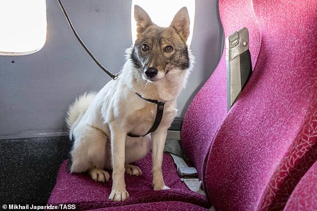 This jackal-dog hybrid was deployed in Russia to sniff out explosives at a Moscow airport