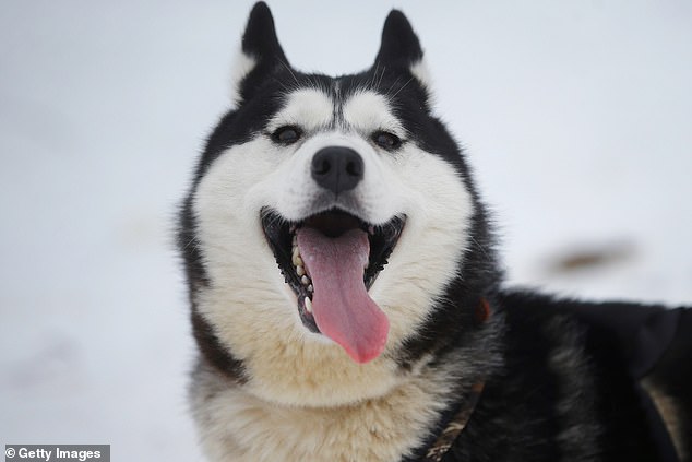 The Russian Shalyka is a jackal and the husky (pictured) is a hybrid