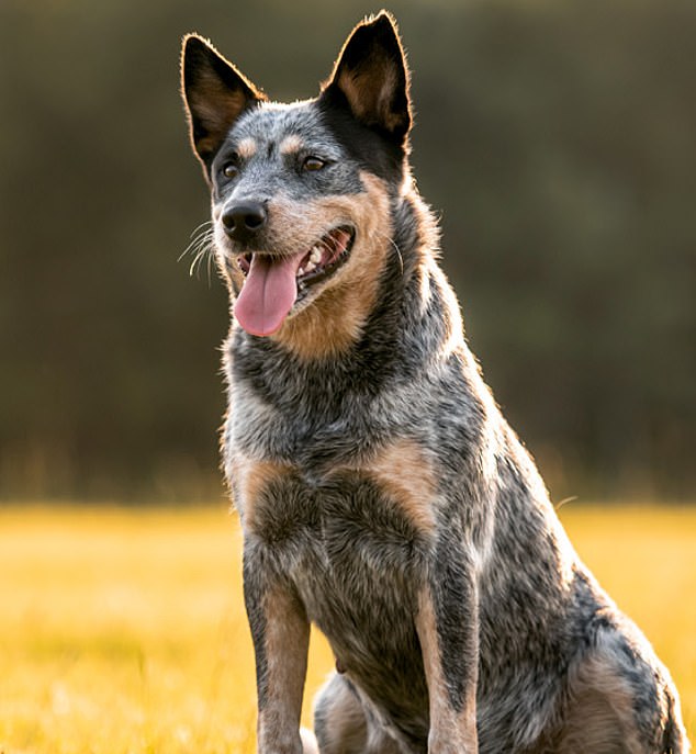 The Australian Cattle Dog (pictured) is thought to be closely related to the dingo