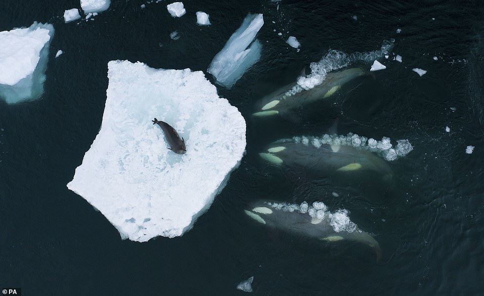 'Whales making waves', a pod of orcas as they prepare to 'wave wash' a Weddell seal in the Antarctic Peninsula, Antarctica, by Bertie Gregory, UK