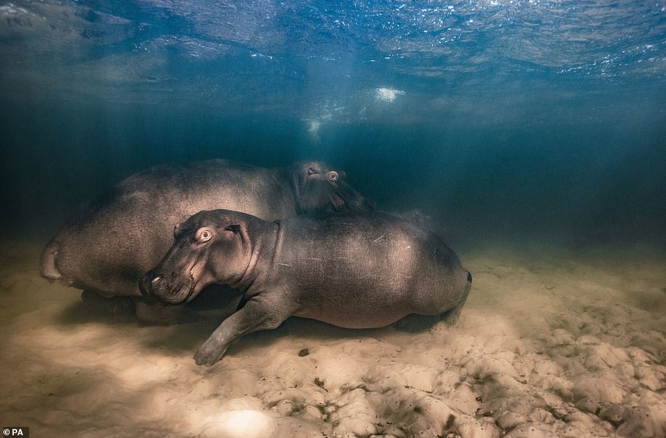 'Hippo nursery', a hippopotamus and her two offspring resting in the shallow clear water lake at Kosi Bay, iSimangaliso Wetland Park, South Africa, by Mike Korostelev, from Russia