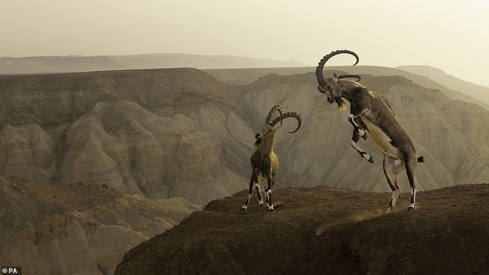 'Life on the Edge', of two Nubian goats in the Zin Desert, Israel, by Amit Eshel, Israel