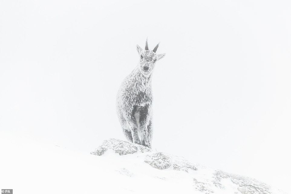 'Alpine exposure', of an idol in the snow in Vercors Regional Natural Park, Rhone-Alpes, France by Luca Melcarne, from France