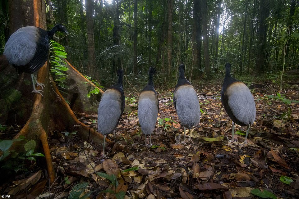 'Snake show silence', of gray-winged trumpeters watching a boa glide at the Guiana Space Center, between Kourou and Sinnamary, French Guiana, by Hadrien Lalague, of France