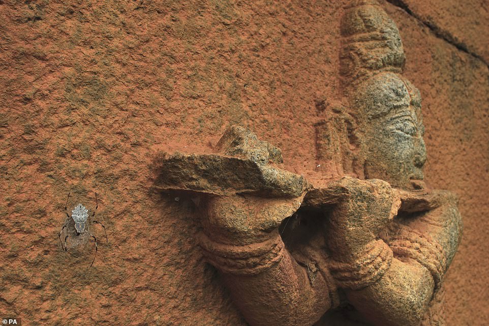 'Wall of wonder', of a decorative tree trunk spider prevents its prey from escaping at Nallur Heritage Tamarind Grove, Karnataka, India, by Vihaan Talya Vikas, from India