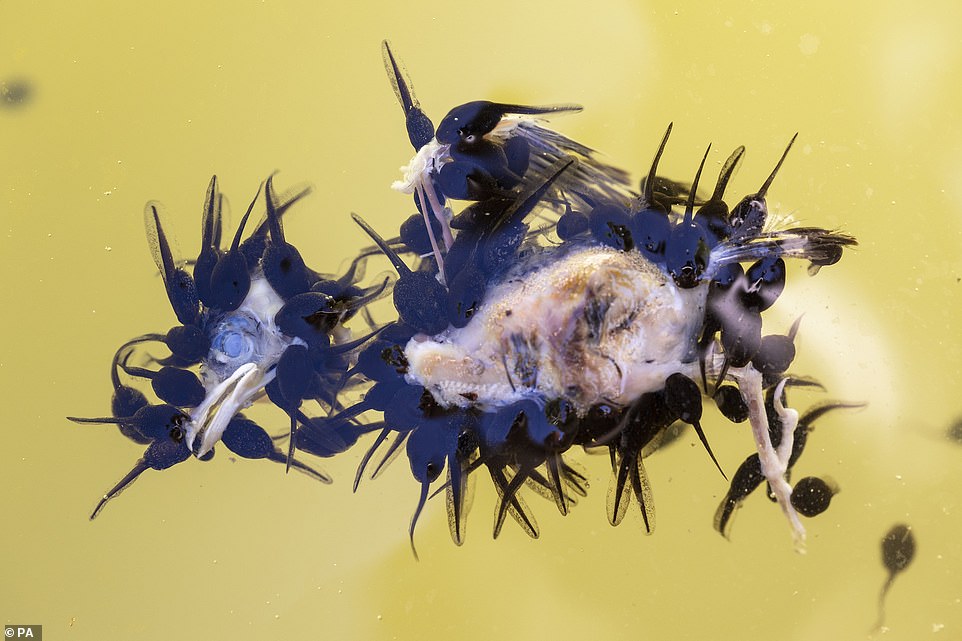 'Terri's Banquet', toads feasting on a dead newborn sparrow in Ojen, Malaga, Spain, by Juan Jesus Gonzalez Ahumada, from Spain