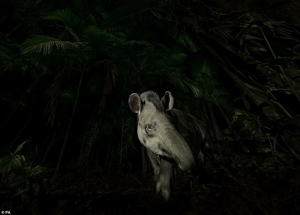 Forest face of a plains tapir at Tapirai, Sao Paulo, Brazil, India, by Vishnu Gopal, from India