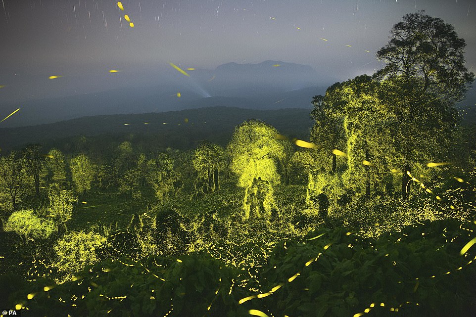 'Fantastic lights', of a night sky and forest lit up with fireworks in Anamalai Tiger Reserve, Tamil Nadu, India, by Sriram Murali, of India