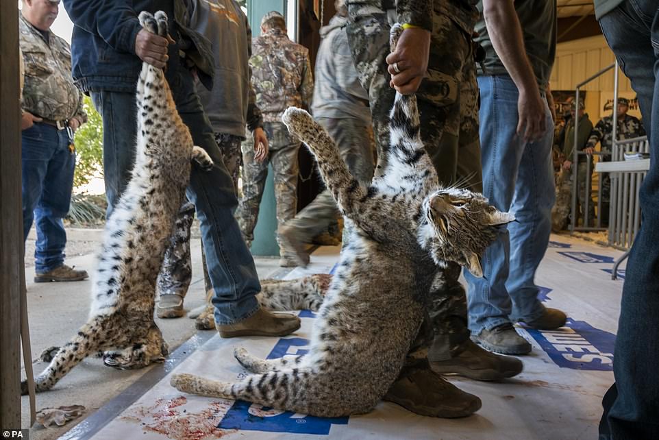 Vulnerable, contestants lined up to weigh their cats in the March 2022 West Texas Big Bobcat Contest by Karine Aigner, USA