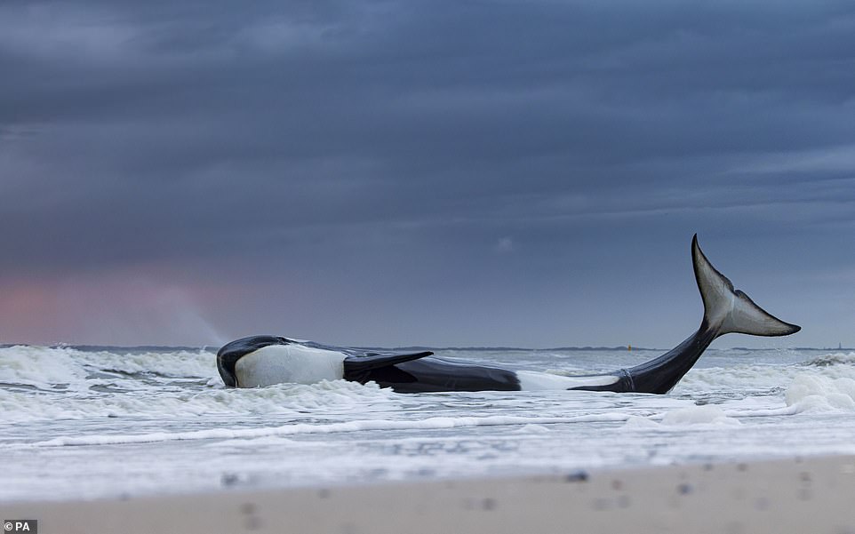 'The last gassing' of an orca beached at Cadzand-Bad, Zeeland, The Netherlands by Lennart Verheuvel, from The Netherlands