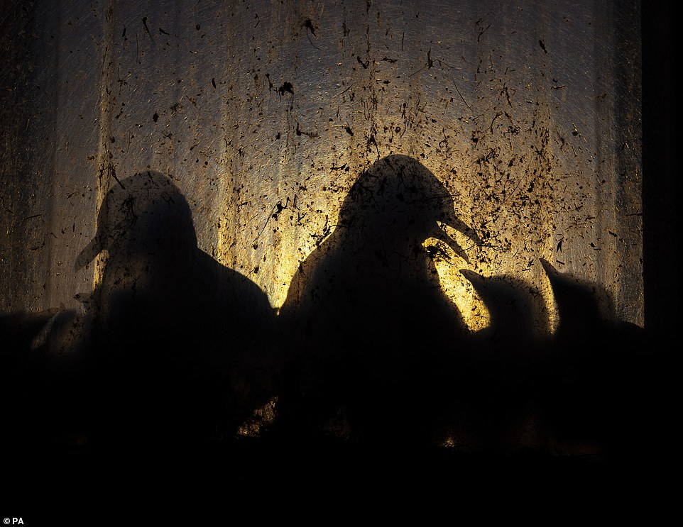 'Birds of the midnight sun', illuminated kittiwakes in an abandoned factory in Vardo, Troms og Finnmark, Norway, by Knut-Sverre Horn, of Norway